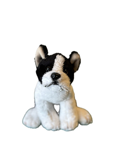 Boston Terrier - Butterscotch Candy